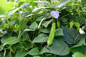 Image result for Psophocarpus