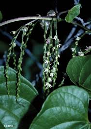 Image result for Dioscorea cochleari-apiculata