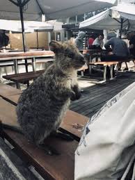 You might not have heard of the quokka before, but there's a good chance you've seen pictures of them. Quokkas What Happened To The Happiest Animal In The World