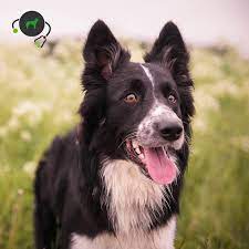 The usbcc was dedicated to preserving the border collie as a. Ncl 5 Neuronale Ceroid Lipofuscinosis Border Collie Genimal