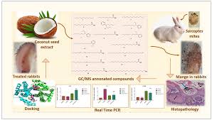 Image result for scabies rabbits ears