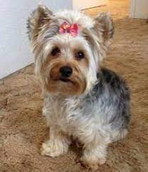 Details Of Yorkie Coloring Yorkshire Terrier Information Center