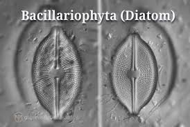 Teknik sampling, identifikasi, dan analisis plankton. Pengertian Bacillariophyta Klasifikasi Ciri Struktur Karakteristik