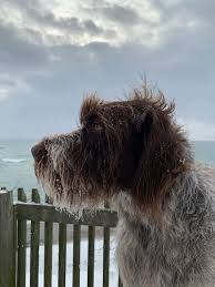 For the best experience, we recommend you upgrade to the latest version of chrome or safari. Wirehaired Pointing Griffons Home Facebook
