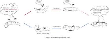 ◄◄ ◄ previous page page 442 of 672 next page ► ►►. Mortality Risk Promotes Cooperation Of Wasps When Paralysing Hosts Sciencedirect