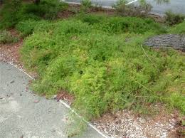 Image result for A. densiflorus Sprengeri