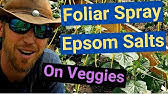 Spray hydrogen peroxide into lunchboxes, coolers, and cooler bags. How To Use Hydrogen Peroxide Spray To Stop Tomato Fungus Diseases Aas Quick Gardening Tips Youtube