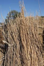 Image result for Cymbopogon caesius