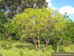 Image result for Searsia kirkii