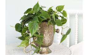 These shady planters, though, are having plenty of fun sans sun. 6 Easy Indoor Vine Plants The Home Depot