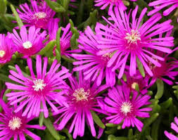 Image result for Delosperma