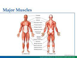 A muscle consists of fibers of muscle cells surrounded by protective tissue, bundled together many more fibers, all surrounded in a thick protective tissue. Chapter 3 The Muscular System Chapter 3 The Muscular System Ppt Download