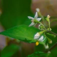 Image result for Solanum americanum