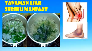 Cara mengaplikasikannya dengan menghancurkan beberapa daun sirih cina dan kemudian menempelkannya pada luka yang bengkak dan membungkusnya. Inilah 15 Manfaat Sirih Cina Untuk Kesehatan Dan Kecantikan Subur Tanpa Pupuk Apapun 100 Organik Youtube