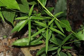 Image result for Dioscorea quartiniana