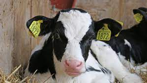 Pneumonia Can Strike All Ages On Dairy