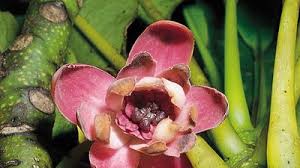 Image result for Canellaceae