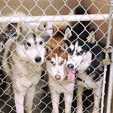 Check spelling or type a new query. Lost And Found Huskies Of Colorado Home Facebook