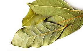 După o baie caldă la picioare, masaţi zonele afectate cu. De Ce Trebuie Sa Pui Frunze De Dafin In Mancare Frunza Verde