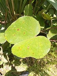 Image result for Piliostigma thonningii