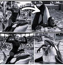 The HORRIFYING Final Moments of Orca Trainer Jessica Radcliffe – Caught on Video
