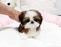 Shih tzu puppies for sale. Teacup Pomeranian X Shih Tzu Novocom Top