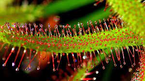 Beautiful carnivorous sundew plant (drosera sp.) and black volcanic rocks laying on a bed of live moss. Sundew Drosera Care Conditions Carnivorous Plants Youtube
