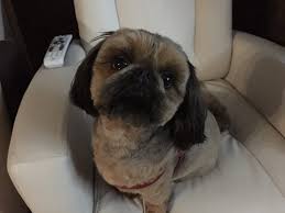 At puppy luv dog grooming salon, we make sure your pet is kept happy, healthy, and safe at all times! Puppy Love Professional Grooming Salon Gift Card Shepherd Tx Giftly