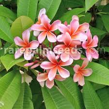 Image result for Plumeria rubra