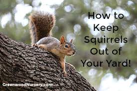 Simply plant them in and around the garden. How To Keep Squirrels Out Of Your Yard And From Doing Damage Greenwood Nursery