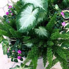 This Container Combo Of Caladium Fox Tail Fern And Double Impatiens Is Perfect For A Shady Spot Shadeplants C Double Impatiens Shade Plants Plants