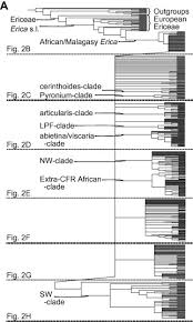 Image result for Erica kingaensis