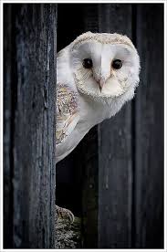 Bird That Sounds Like An Owl In The Morning Barn Owl Owl Pictures Owl Eyes Owl Photos