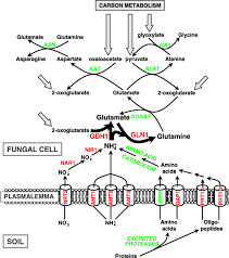 Marzluf nicholas marzluf freund hinzufügen. Hebeloma Cylindrosporum A Model Species To Study Ectomycorrhizal Symbiosis From Gene To Ecosystem Marmeisse 2004 New Phytologist Wiley Online Library