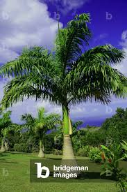 Image result for Roystonea oleracea