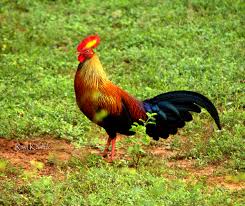 Image result for Sri Lanka Junglefowl