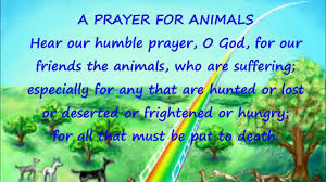 Spiritual life comes when we place our faith in jesus' death on the cross to pay. A Prayer For Animals Youtube