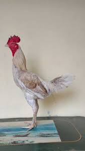 10 situs agen sabung ayam terbaru 2017 tidak terblokir.disana tersedia arena legal untuk sabung ayam bangkok (ayam thailand) dan ayam aduan lainnya, seperti. Ciri Ciri Ayam Pama Iq Studi Indonesia