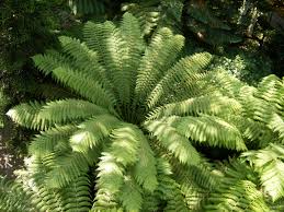 Tree ferns like plenty of light, but not hot, direct sunlight. Tree Fern Care Guide Dicksonia And Cyathea Ferns Pyracantha Co Uk