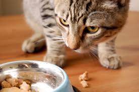 From a cat lover to a cat lover. 8 Cookies Recipes For Cats Also Using Catnip