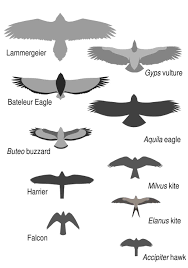 Birds Of Prey Pictures Bird Of Prey Silhouettes Birds Of Prey Bird Prey