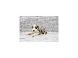 Border Collie Puppies Petland Jacksonville Florida