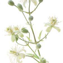 Maybe you would like to learn more about one of these? Fleur De Bach N 9 Clematis Clematite Distrait Reveur Fiche D Information