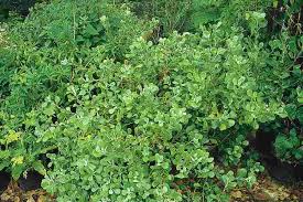 Image result for Chrysanthemoides monilifera