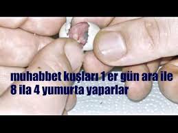 Muhabbet Kusu Yumurtadan Ne Zaman Cikar Kulucka Suresi Ne Kadar Youtube