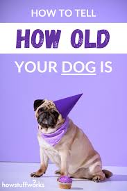 Finn tells buzzfeed he's not sure where the seven years myth came from, but cited a recent study that compared dog dna to human dna to determine a more accurate timeline of how our furry friends grow old How To Tell How Old Your Dog Is In 2020 Dog Ages Your Dog Dogs