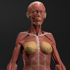 We did not find results for: Download Female Echorche Anatomy Reference Figure Pre Supported Da Fynn Grosse Bley