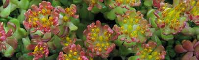 Check spelling or type a new query. Sedum Stonecrop