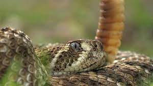 Rattlesnake Definition Habitat Species Facts Britannica