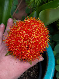 Image result for Scadoxus